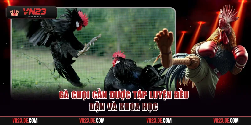 Gà chọi cần được tập luyện đều đặn và khoa học