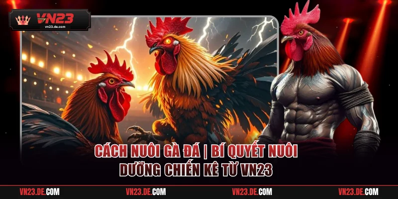 Cách Nuôi Gà Đá